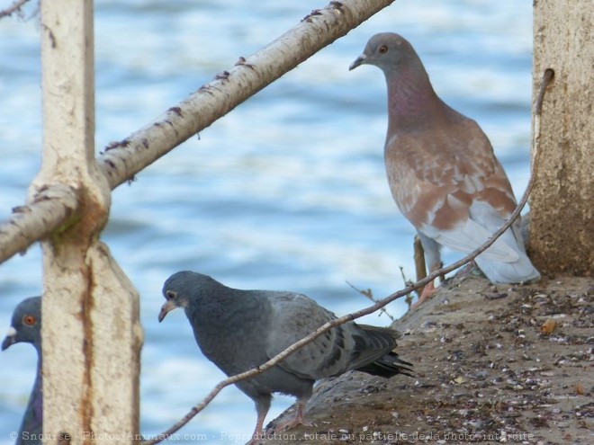 Photo de Pigeon