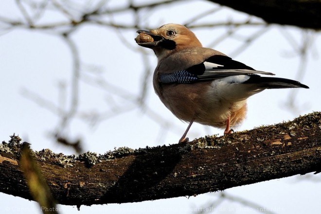 Photo de Geai - des chnes