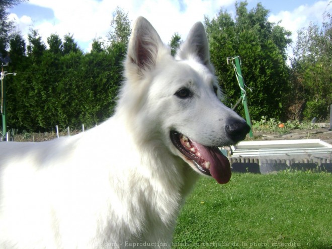 Photo de Berger blanc suisse