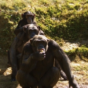 Photo de Singe - chimpanz