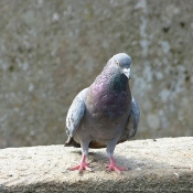 Photo de Pigeon