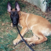 Photo de Berger belge malinois