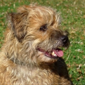 Photo de Border terrier