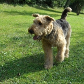 Photo d'Airedale terrier