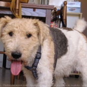 Photo de Fox terrier  poil dur