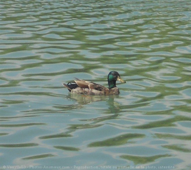 Photo de Canard colvert