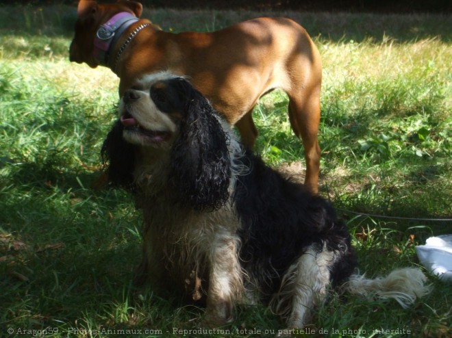 Photo de Cavalier king charles spaniel