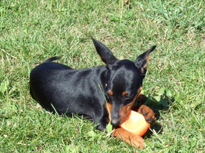 Photo de Pinscher nain