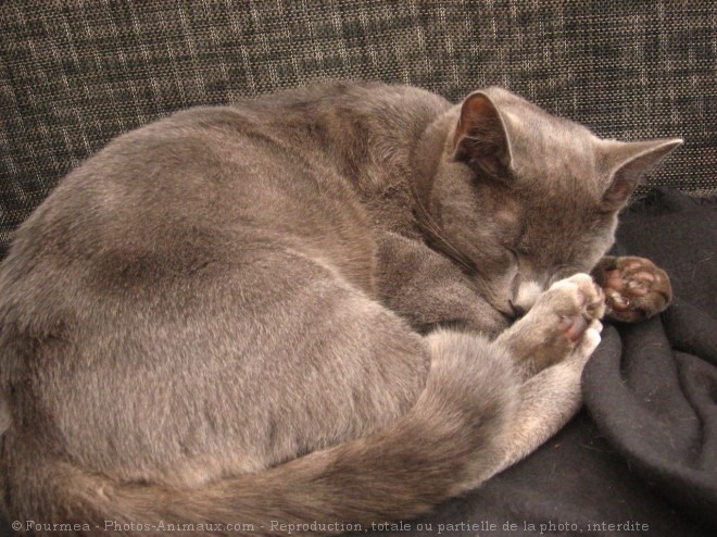 Photo de Chat domestique