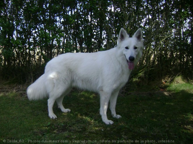 Photo de Berger blanc suisse