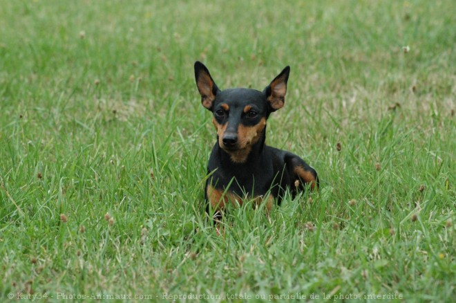 Photo de Pinscher nain