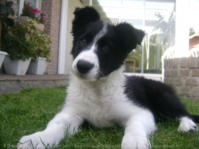 Photo de Border collie