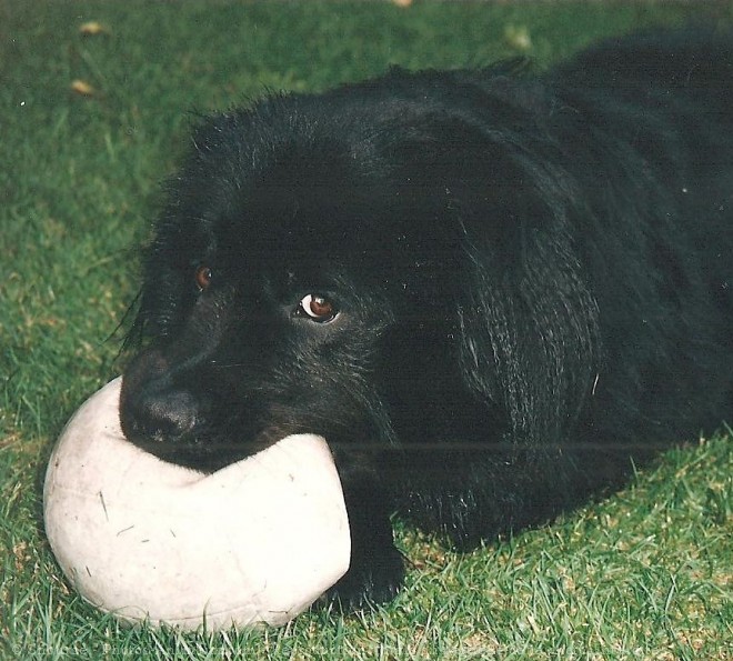 Photo de Chien de terre-neuve