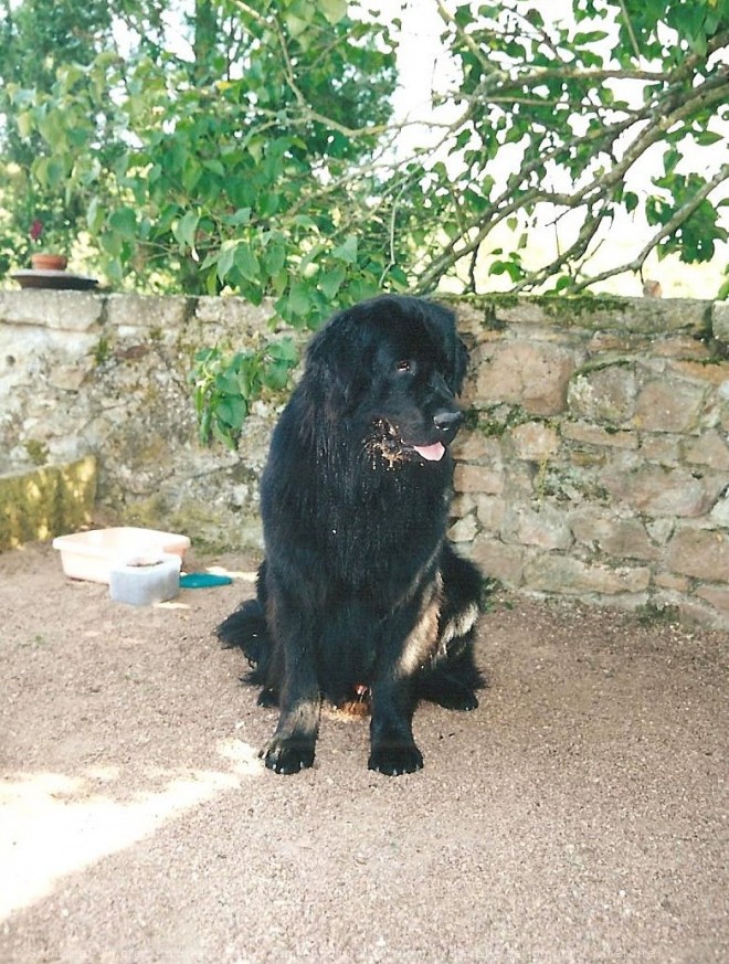 Photo de Chien de terre-neuve