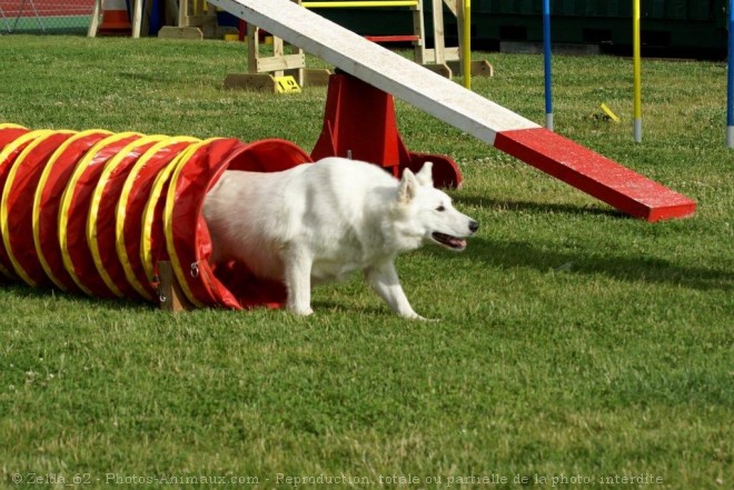 Photo de Berger blanc suisse