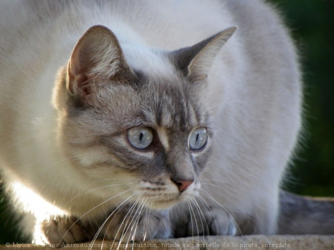 Photo de Chat domestique