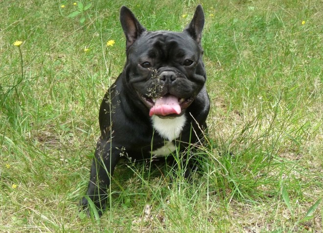 Photo de Bouledogue franais