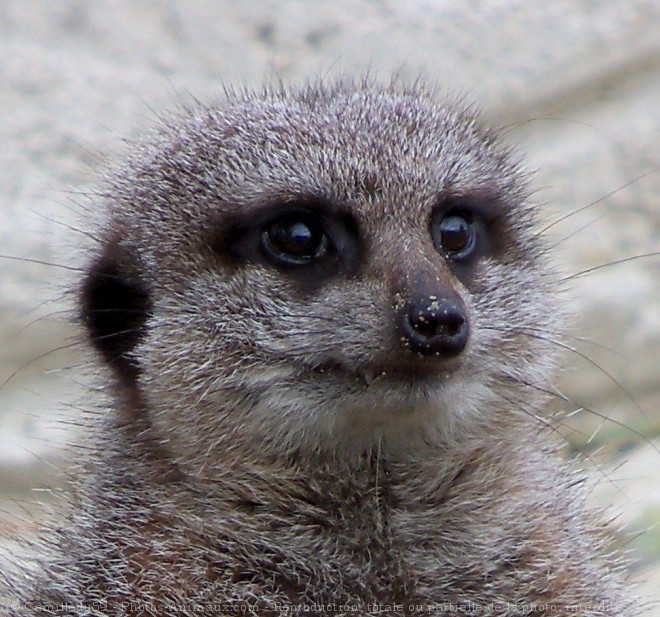 Photo de Suricate