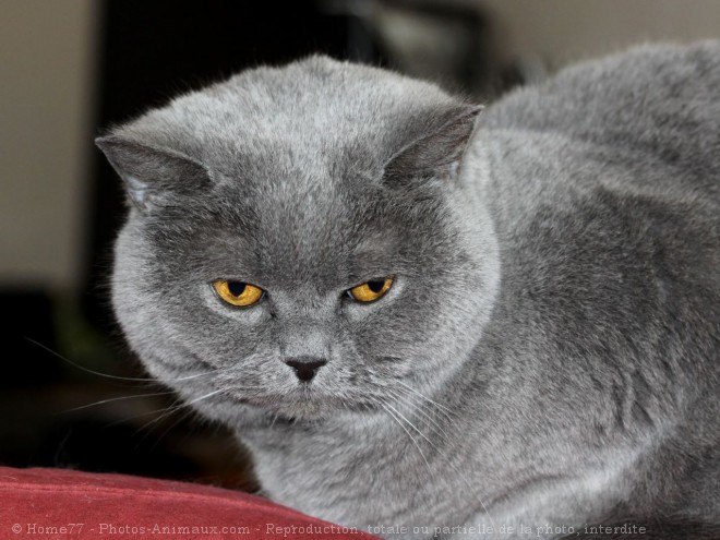 Photo de British shorthair