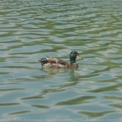 Photo de Canard colvert