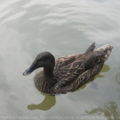 Photo de Canard colvert