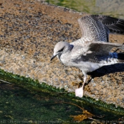 Photo de Mouette