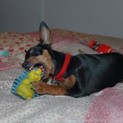 Photo de Pinscher nain