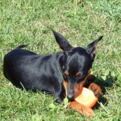 Photo de Pinscher nain