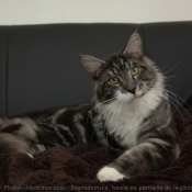 Photo de Maine coon