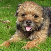 Photo de Border terrier