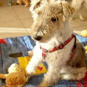 Photo de Fox terrier  poil dur