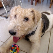 Photo de Fox terrier  poil dur