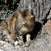 Photo de Chat domestique