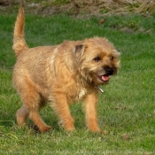 Photo de Border terrier