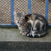 Photo de Chat domestique