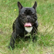 Photo de Bouledogue franais