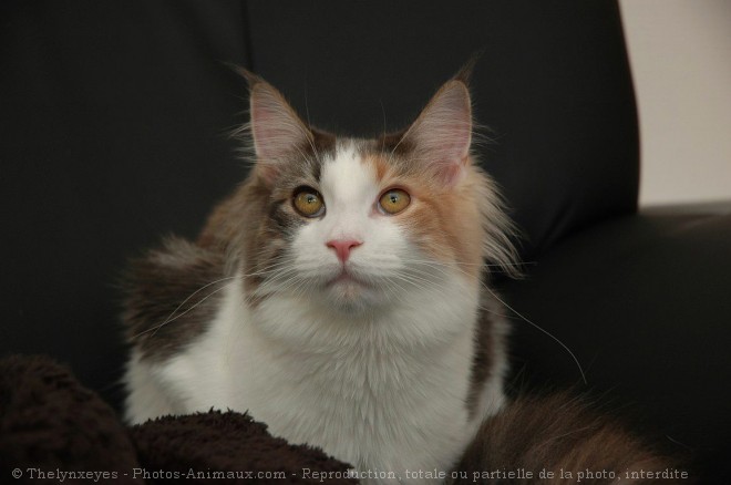 Photo de Maine coon