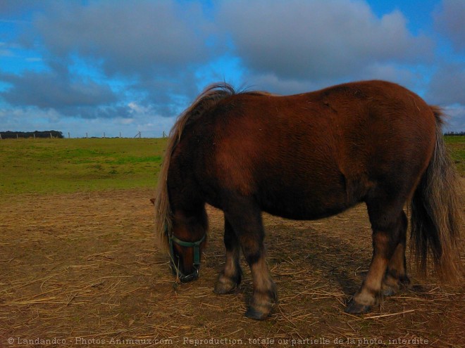 Photo de Poney (toutes races)