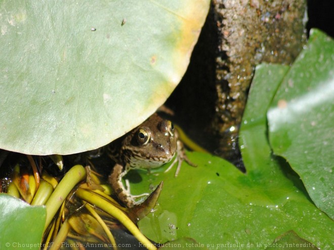 Photo de Grenouille