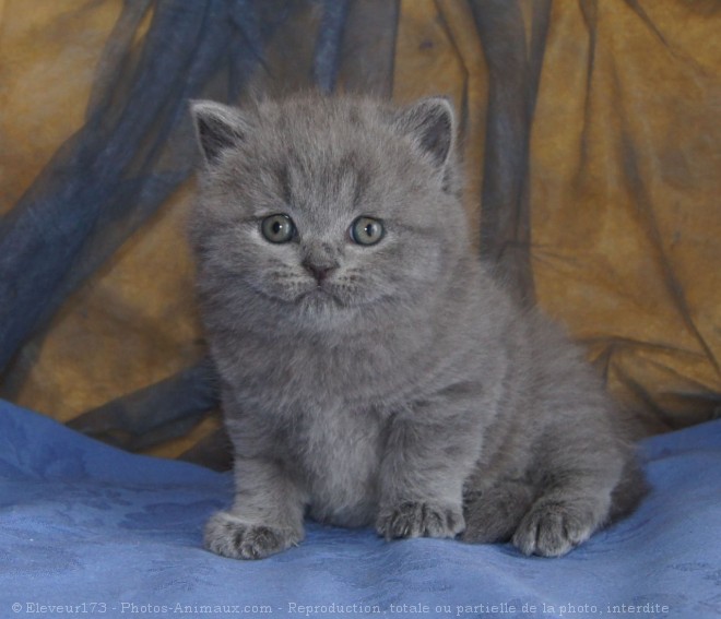 Photo de British shorthair