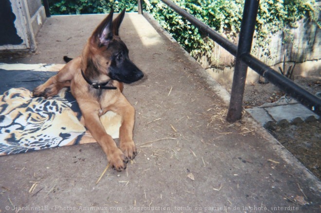 Photo de Berger belge malinois