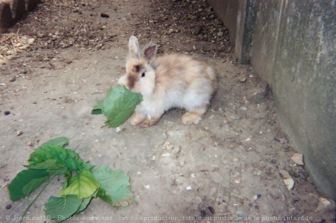 Photo de Lapin