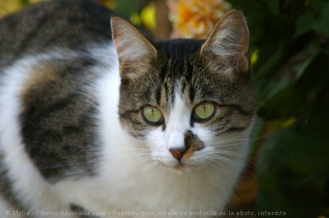 Photo de Chat domestique