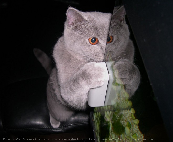 Photo de British shorthair