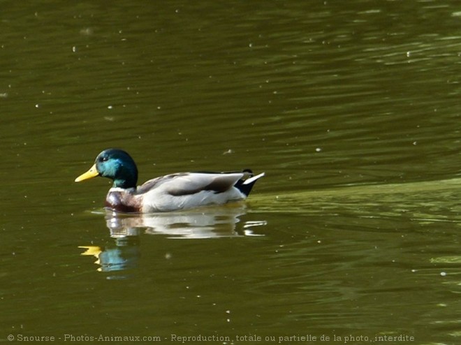 Photo de Canard colvert