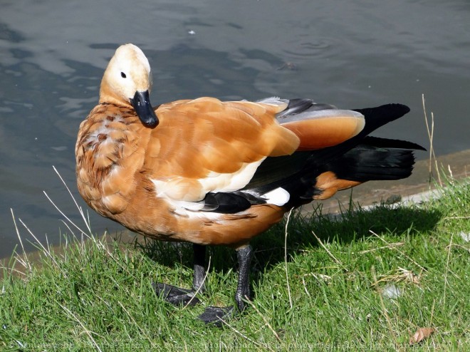 Photo de Canard tadorne casarca