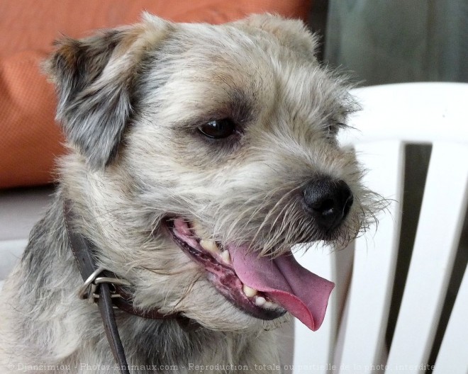 Photo de Border terrier