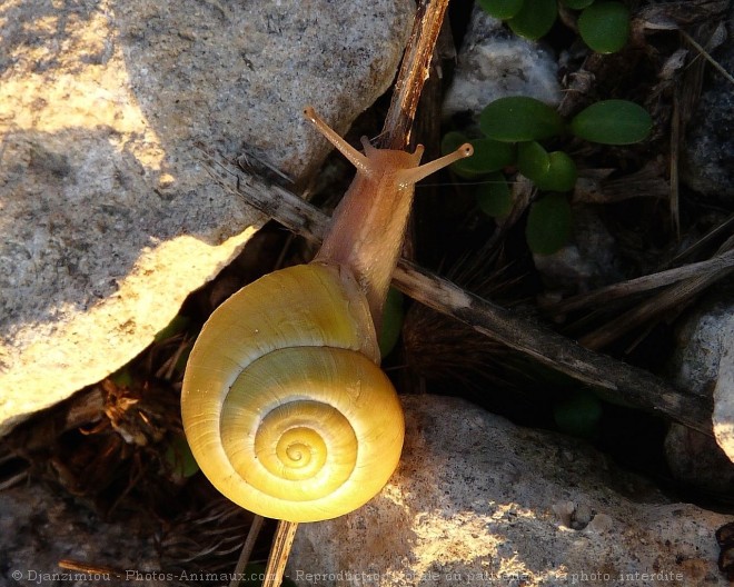 Photo d'Escargot