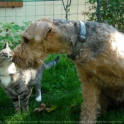 Photo de Races diffrentes