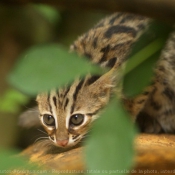 Photo de Chat lopard du bengale